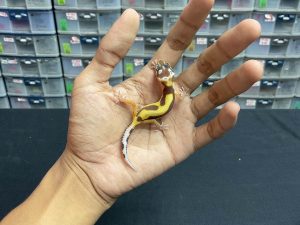 B-193 | TREMPER BOLD STRIPE - INC. BETINA