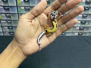 B-198 | TUG BOLD STRIPE HET. TREMPER (SKULL HEAD) - INC. BETINA
