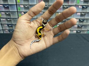 B-201 | BOLD STRIPE AFGHAN POSSIBLE HET. TREMPER - INC. BETINA