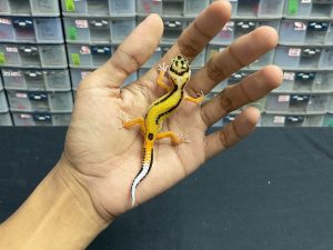 B-206 | BOLD STRIPE CARROT TAIL (TEMBUS) - INC. JANTAN