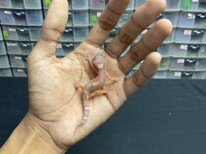 B-210 | BELL BLACK NIGHT - INC. BETINA