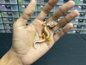 B-215 | TREMPER LAVENDER BOLD STRIPE - INC. JANTAN