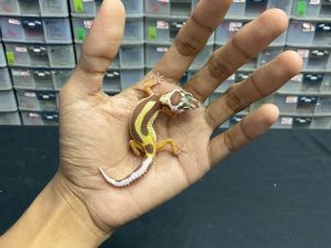 B-217 | TREMPER BOLD STRIPE - INC. JANTAN