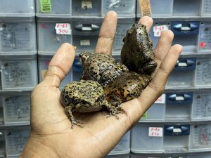 CHUBBY FROG - Kaloula baleata