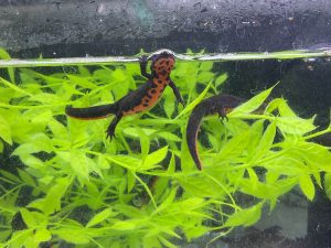 FIRE BELLY NEWT
