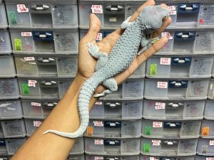 TOKAY GECKO MORPH BLUE POWDER - JANTAN