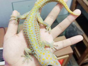 TOKAY GECKO MORPH CANDY STRIPE - JANTAN