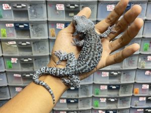 TOKAY GECKO MORPH BLUE GRANIT - BETINA