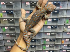 TOKAY GECKO MORPH CANDY - JANTAN