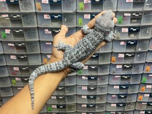 TOKAY GECKO MORPH BLUE GRANIT - JANTAN