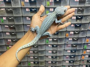 TOKAY GECKO MORPH BLUEBERRY - JANTAN