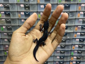 P-108 | BLACK NIGHT SOLID POSSIBLE HET. BELL - INC. JANTAN