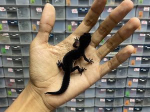 P-109 | BLACK NIGHT SOLID HET. BELL - INC. JANTAN