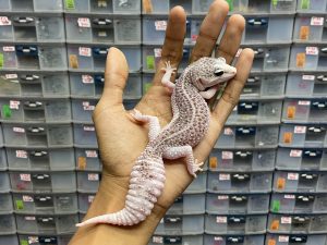 P-100 | PIED (SUPER PIED) - BETINA