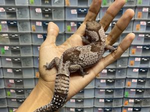 AFT-12 | WHITE OUT OREO HET. PATTY - JANTAN