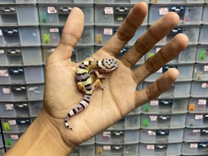 B-223 | HYPO TUG HET. TREMPER - INCUB. BETINA