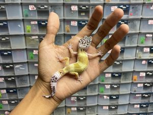 J-130 | HYPO TUG (BLACK NIGHT CROSS) - BETINA