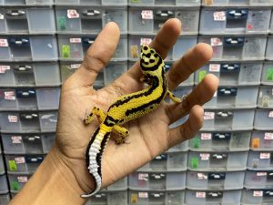 J-134 | BOLD STRIPE TEMBUS POSSIBLE HET. TREMPER - BETINA
