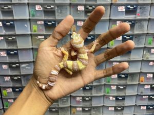 J-136 | PHANTOM - BETINA