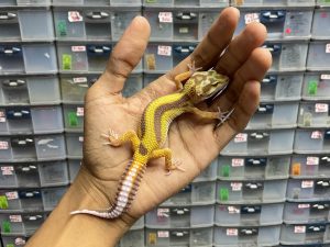 J-143 | TREMPER BOLD STRIPE TEMBUS - BETINA