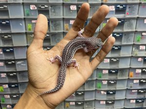 J-145 | SUPER SNOW ECLIPSE HET. MURPHY POSSIBLE HET. TREMPER (BLACK NIGHT) - BETINA