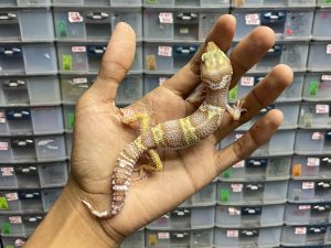 J-147 | PHANTOM/ TUG ALBINO TREMPER - JANTAN