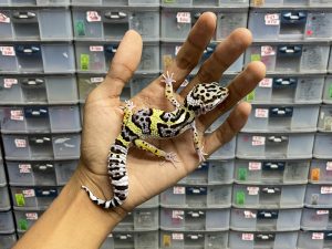 J-148 | TANGERINE POSSIBLE HET. TREMPER - JANTAN