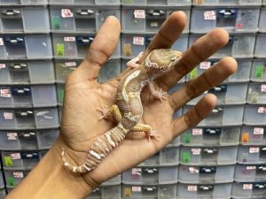 J-149 | MACK SNOW RAPTOR BLACK NIGHT - JANTAN