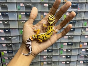 J-150 | TANGERINE HET. TREMPER - JANTAN