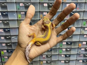 J-151 | TREMPER BOLD STRIPE TEMBUS - BETINA