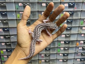 J-152 | SUPER SNOW ECLIPSE BOLD STRIPE HET. TREMPER - JANTAN