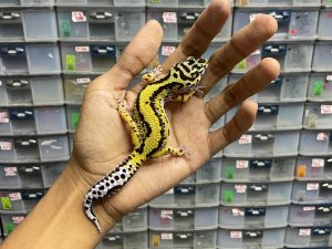 J-157 | BOLD STRIPE HET. TREMPER - BETINA