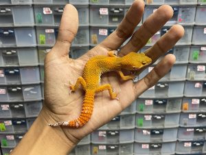 J-158 | SHTCTB (DARK) - BETINA