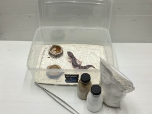 BUNDLING 1 SET PELIHARA LEOPARD GECKO🔥