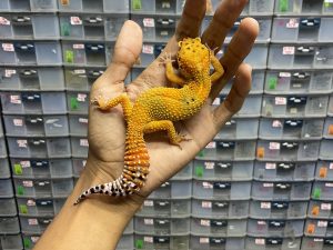 F-218 | HYPO EMERINE ORANGE - BETINA