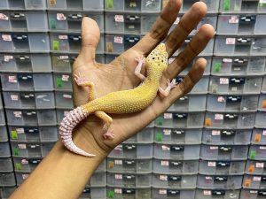 F-219 | WHITE & YELLOW ENIGMA RADAR - BETINA