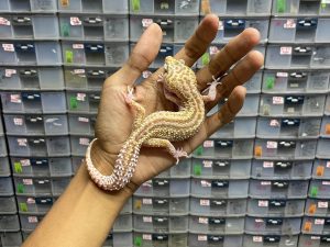 F-220 | MACK SNOW RAPTOR REVERSE STRIPE - BETINA