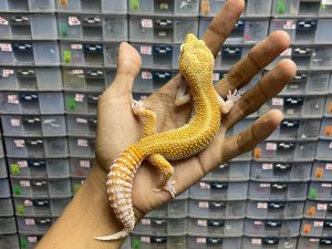 F-221 | APTOR RED STRIPE POSSIBLE HET.  RAPTOR - BETINA