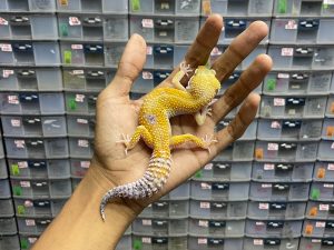 F-222 | SUPER HYPO TANGERINE POSSIBLE HET. TREMPER - BETINA