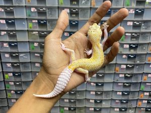 F-223 | WHITE & YELLOW DREAMSIZLE - BETINA