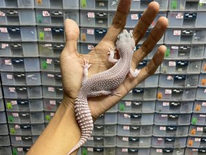 F-225 | BLIZZARD ECLIPSE POSSIBLE HET. TREMPER - BETINA