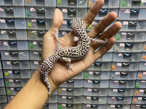 F-226 | TUG SNOW (BLACK NIGHT) - BETINA