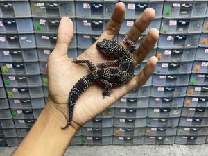 P-111 | BLACK NIGHT HET. TREMPER MURPHY POSSIBLE HET. ECLIPSE - BETINA