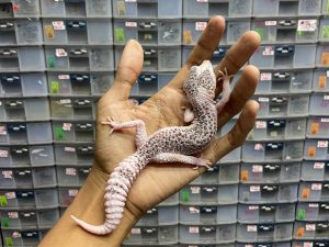 P-112 | PIED - BETINA