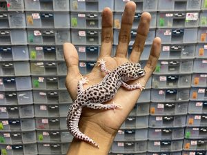 P-114 | SUPER SNOW ECLIPSE BOLD STRIPE - BETINA