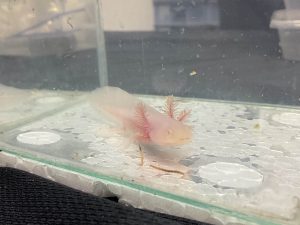 AXOLOTL - ALBINO | 6-8 CM