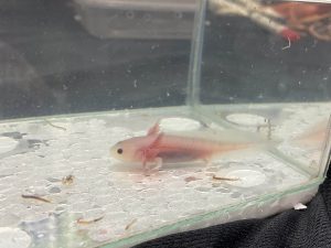 AXOLOTL - LEUCISTIC | 6-8 CM