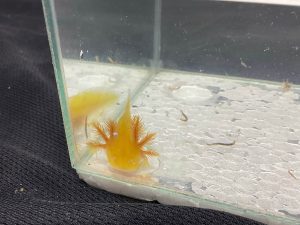 AXOLOTL - GOLDEN | 6-8 CM