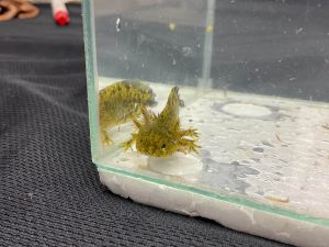 AXOLOTL - MARBLE | 6-8 CM