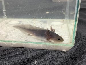 AXOLOTL - MELASNISTIC | 6-8 CM